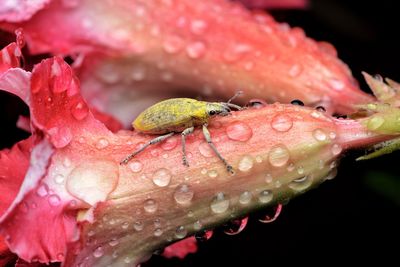 Close-up of insect on wet pink flower