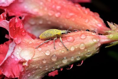 Close-up of insect on wet pink flower
