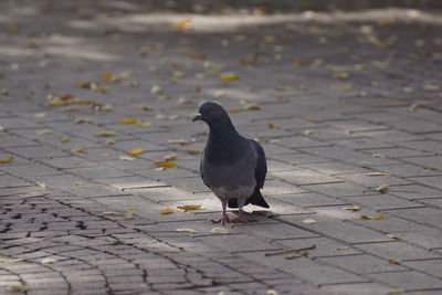 High angle view of pigeon perching on footpath