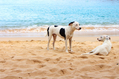 View of dog on beach