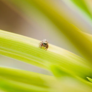 Close-up of insect on leaf