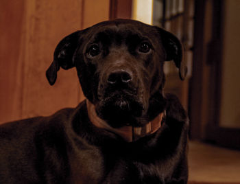 Close-up portrait of dog at home
