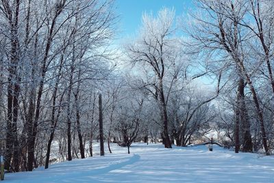 Snow covered road passing through trees