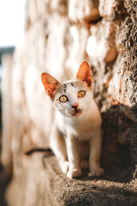 Portrait of cat looking at camera