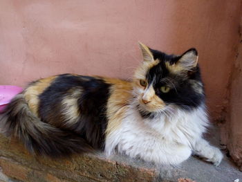 Portrait of a cat resting