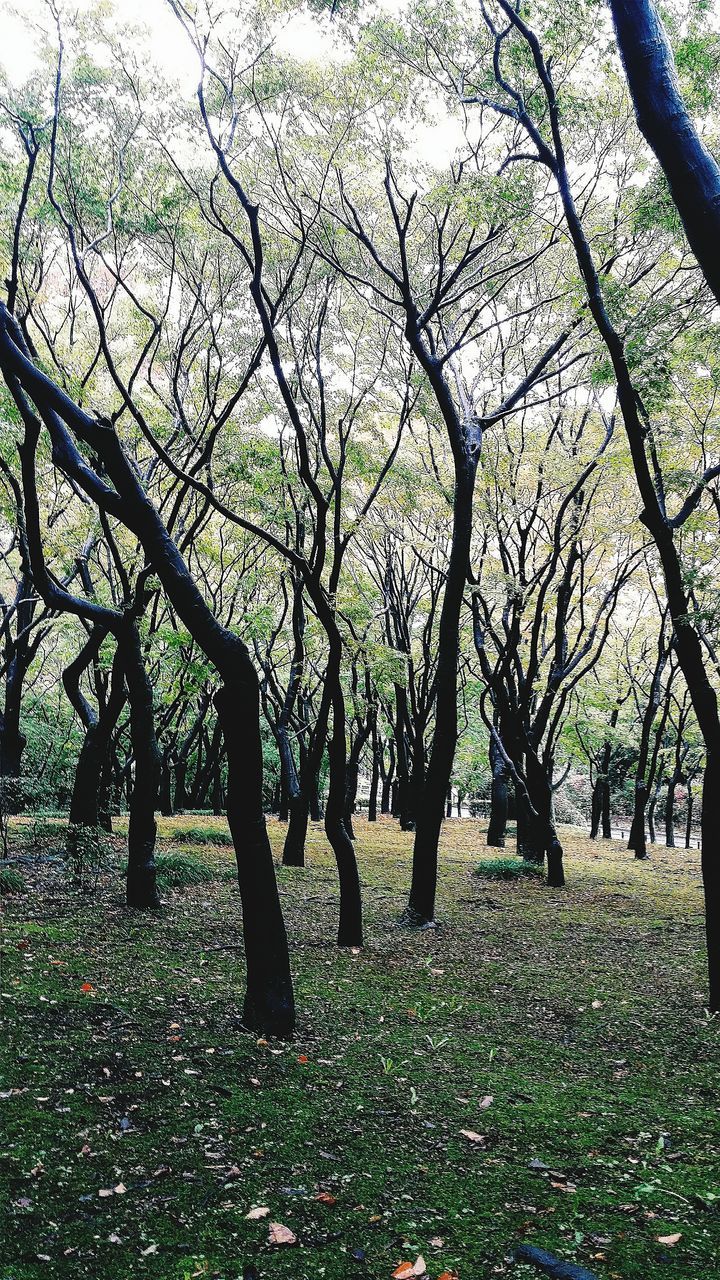 tree, branch, growth, tranquility, tree trunk, tranquil scene, nature, bare tree, beauty in nature, scenics, park - man made space, grass, field, day, landscape, outdoors, park, no people, sunlight, shadow