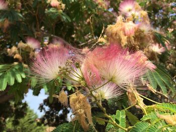 Close-up of thistle blooming outdoors