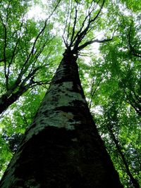 Low angle view of trees in forest