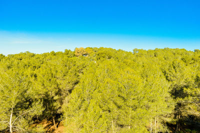 Scenic view of yellow plants against clear blue sky