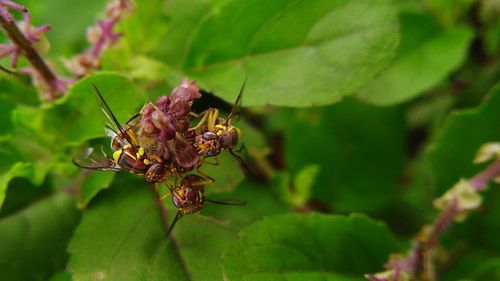 Close-up of insect on plant