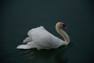 Swan swimming in lake