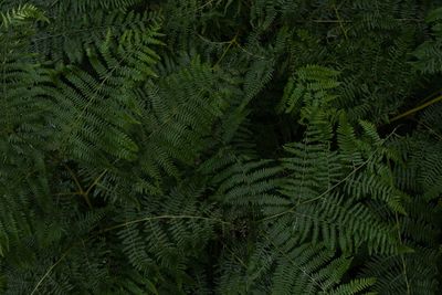 High angle view of fern leaves in forest