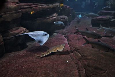 Close-up of fish swimming in aquarium