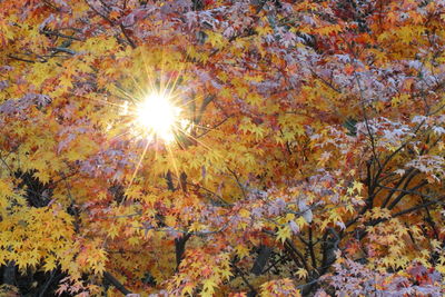 Low angle view of trees