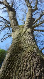 Low angle view of bare tree against sky
