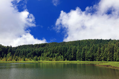Scenic view of river by trees in forest against sky