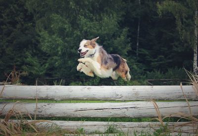 Dog on landscape against trees