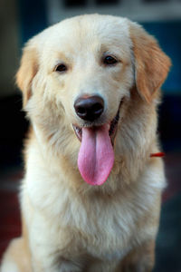 Close-up portrait of dog