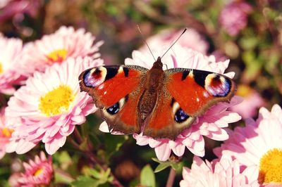 Close-up of butterfly pollinating on pink flowers