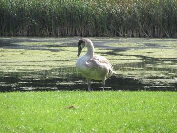 Swan perching on field by lake