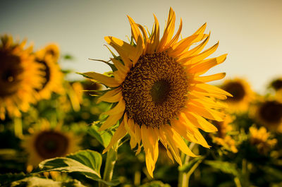 sunflower