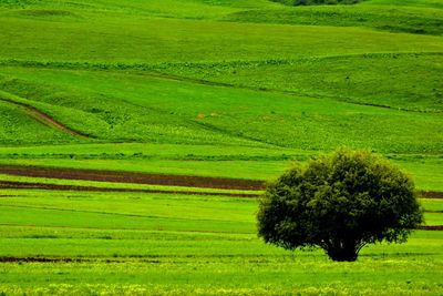 Scenic view of grassy field