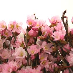 Close-up of pink flowers