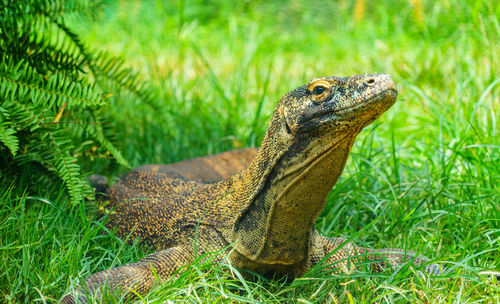 Close-up of lizard on land