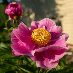 Close-up of pink peony