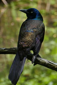 Close-up of bird perching on branch