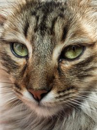 Close-up portrait of a cat