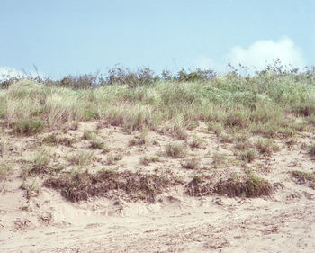 Plants growing on landscape against sky