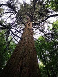 Low angle view of tree trunk against sky