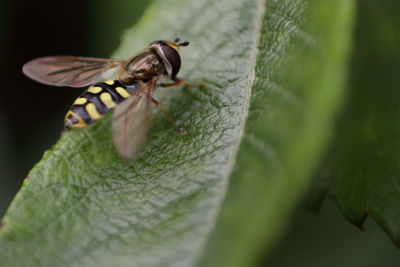 Close-up of butterfly perching on leaf