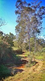 Trees in forest