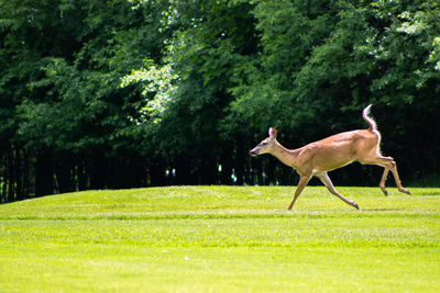 Giraffe on field against trees