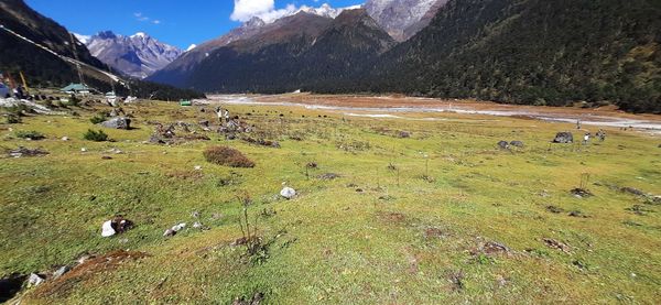 View of sheep grazing on field