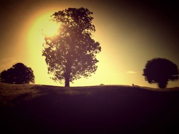 Silhouette of trees at sunset