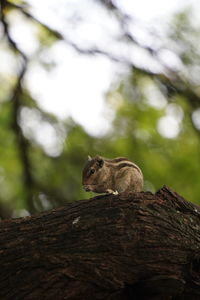 Low angle view of squirrel on tree