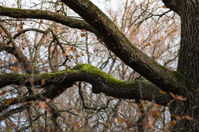 Bare trees against sky