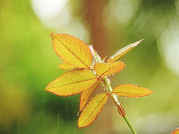 Close-up of butterfly on leaves