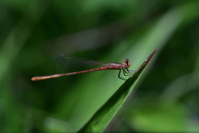 Close-up of dragonfly on blade of grass