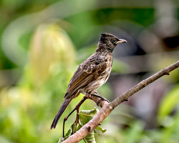 Red vented bulbul sitting on attractive juniper tree branch leaves with clear blue sky background.