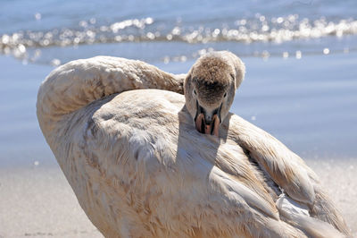 Close-up of swan on shore