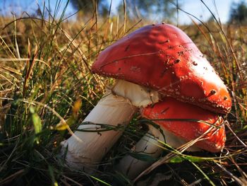 Close-up of mushroom growing on field