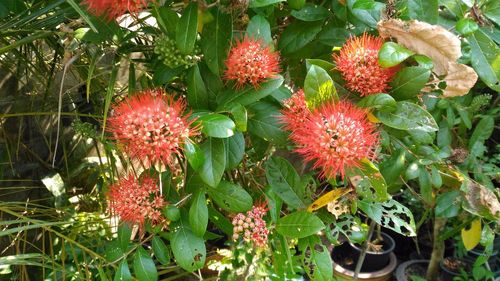 Close-up of red flowers