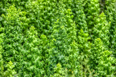 Full frame shot of fresh green plants