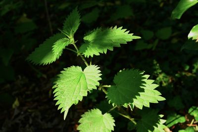 Close-up of fresh green leaves