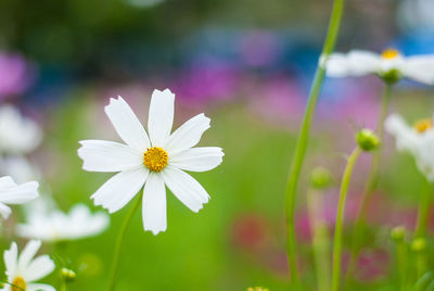 Close-up of white daisy flower