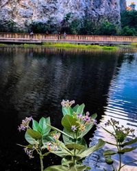 Flowers floating on water in lake